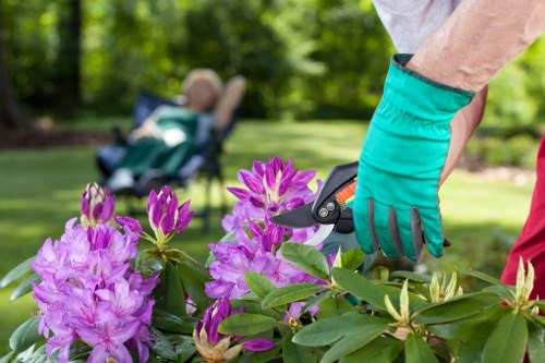 A gardener wearing turquoise gardening gloves is trimming a vibrant pink and purple flowering shrub in a well-maintained garden with lush green grass and various plants. In the background, there is a blurred view of a backyard with a slightly out-of-focus garden lounge chair, indicating a landscaped outdoor space typical of Bermondsey gardens. The garden features a mix of flowering plants, neatly edged flower beds, and possibly some trees or shrubs, creating a natural and inviting environment. The lighting suggests a bright, sunny day with natural light illuminating the scene, highlighting the textures of the leaves, flowers, and gardening tools. This image reflects professional gardening work, which a company like Gardening Services Bermondsey might undertake to maintain and enhance outdoor spaces in the local area, supporting quality lawn care, shrub trimming, and general garden upkeep.