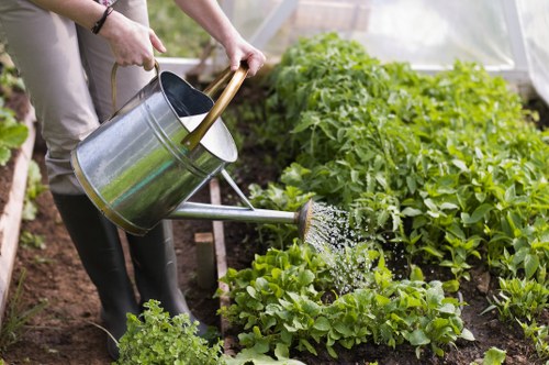 A person watering a garden bed outside, with a metal watering can held in both hands and water pouring onto neatly arranged leafy green vegetables, possibly lettuce or similar salad greens. The garden area features well-maintained soil and rows of lush, vibrant plants, bordered by a wooden or metal framework. In the background, additional dense foliage and taller plants are visible, indicating a productive vegetable or herb patch. The scene is outdoors under natural daylight, suggesting mild weather conditions suitable for gardening in Bermondsey, London. The garden appears to be part of a residential or community space, with organic growth and attention to plant health aligning with professional gardening services offered by Gardening Services Bermondsey, focused on maintaining healthy, attractive outdoor environments.
